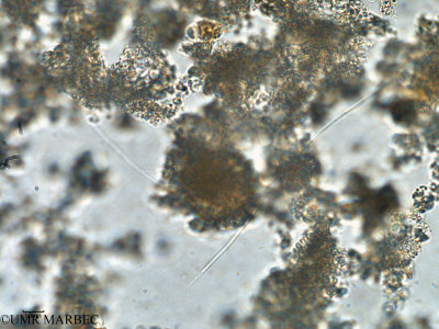 phyto/Bizerte/bizerte_bay/RISCO February 2015/Planktolyngbya sp2 (ancien Baie_T5-CW2_Cyano-2).tif(copy)_thumb.jpg